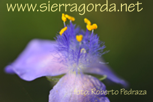 intro sierragordanet